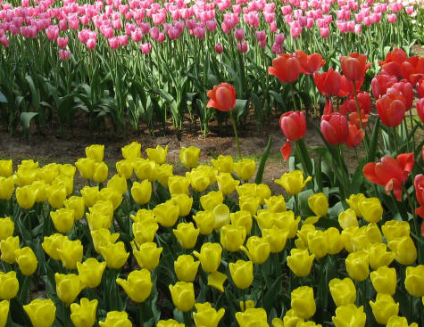 Delft Botanic Garden (Botanisch Tuin)