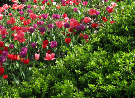 Parks and Gardens in Delft Netherlands